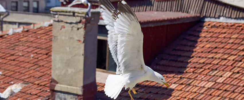 Residential Chimney Animal Removal Solution in Oshkosh, WI