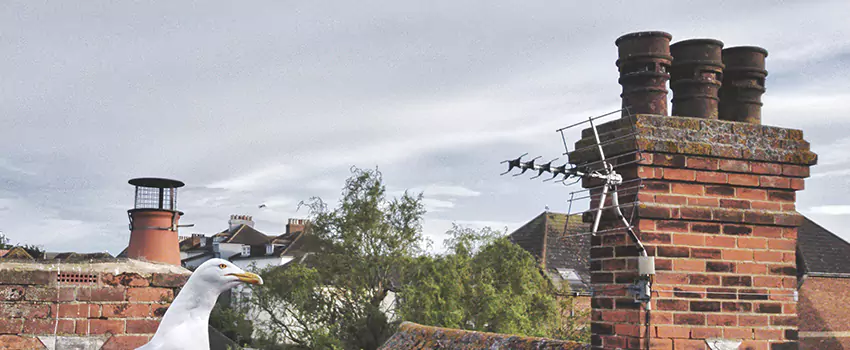 Chimney Cleaning And Restoration in Oshkosh, Wisconsin